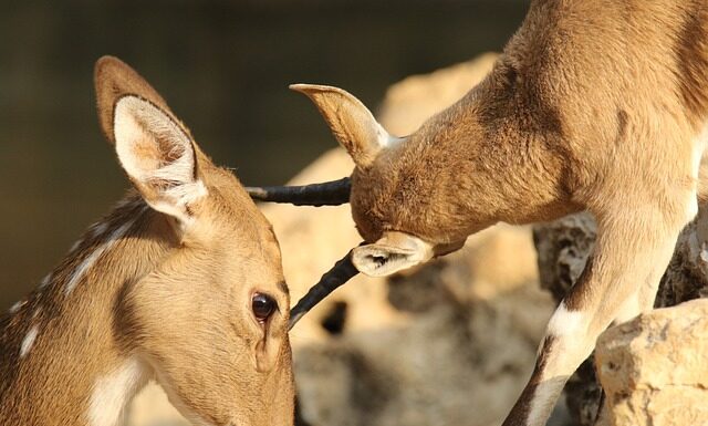 Jak zamaskować otarcia na białych butach?