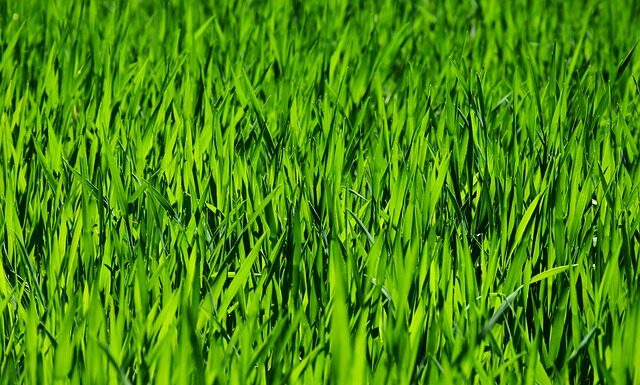 Jak się ubrać do koszenia trawy?