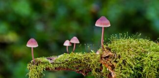 Jakie są rodzaje przegubów napędowych?