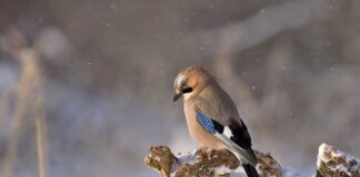 Czy Sójka się wymienia?