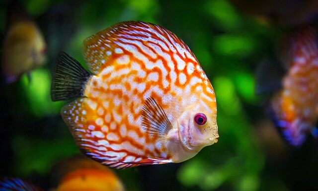 Czy ryba bierze na sztuczne robaki? Czy ryba bierze na sztuczne robaki?