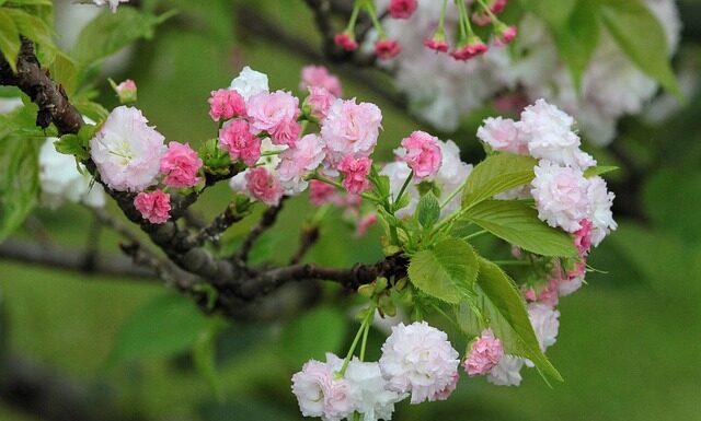 Jaka jest żywotność pieca na ekogroszek?