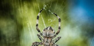 Czym smarować krzyżaki?