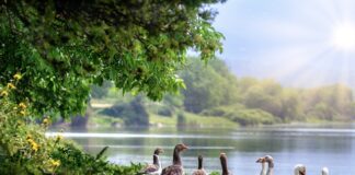 Który puch lepszy gęsi czy Kaczy?