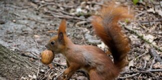 Co to jest futerko do wiertarki?