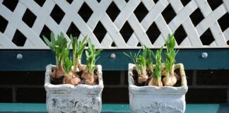 Co zrobić gdy zalewa świece?