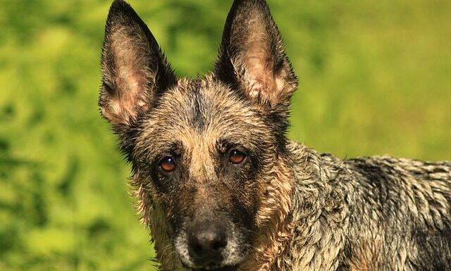 Dlaczego Kotwicki miał takie przezwisko? Dlaczego Kotwicki miał takie przezwisko?