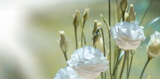 Do czego służy biały smar?