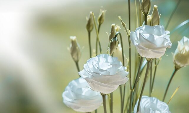 Do czego służy biały smar?