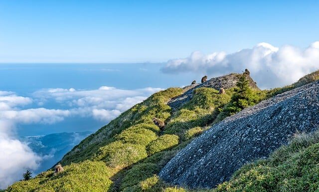 Jaka jest różnica między zębatka a kołem zębatym?