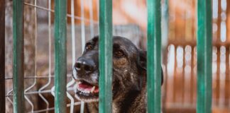 Jak długo korzystać z kojca dla dziecka?