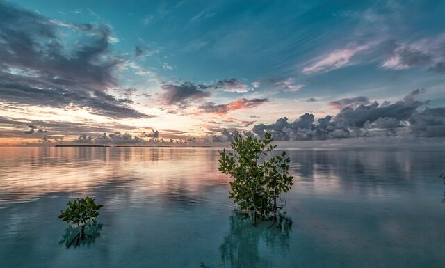 Co najpierw narożniki czy siatka?
