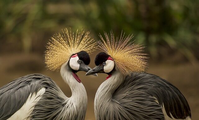 Co jest lepsze puch czy pierze?