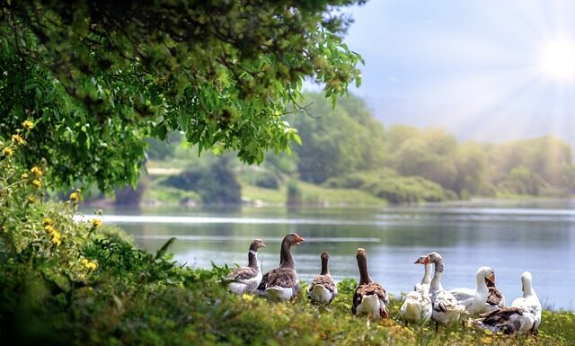 Czy gęsi puch uczula?