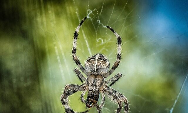 Jak sprawdzić krzyżak wału? Jak sprawdzić krzyżak wału?