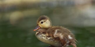 Jaki puch nie uczula?