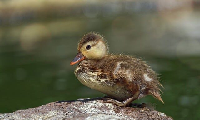 Który puch najcieplejszy?