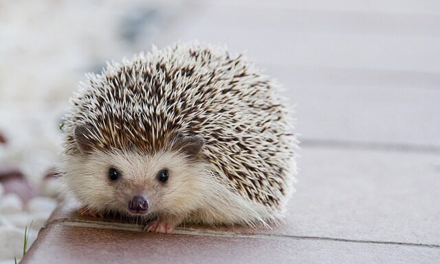 Jakie kołki do styropianu 25cm? Jakie kołki do styropianu 25cm?