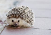 Ile kosztują kołki do styropianu 10? Ile kosztują kołki do styropianu 10?