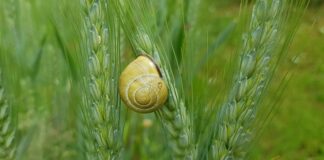 Jak uszczelnić gaźnik?