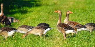Co lepsze puch gęsi czy Kaczy?