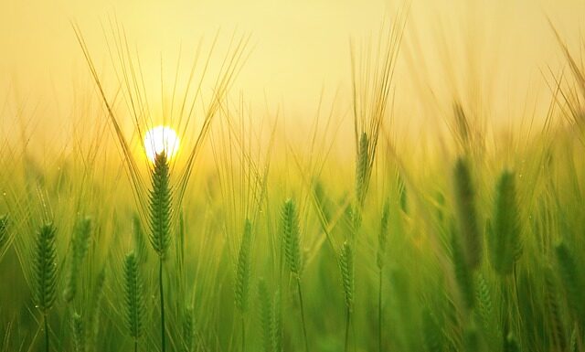 Jaki klucz udarowy na gospodarstwo? Jaki klucz udarowy na gospodarstwo?