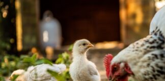 Dlaczego wylewka się kruszy?