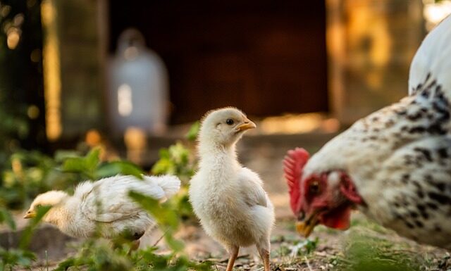 Dlaczego wylewka się kruszy?