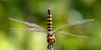 Co daje większą zębatka z tyłu?