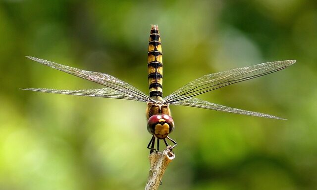 Co daje większą zębatka z tyłu?