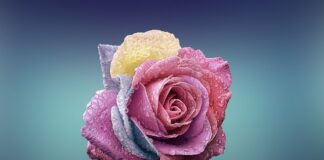 Czy róża jest wymienna?