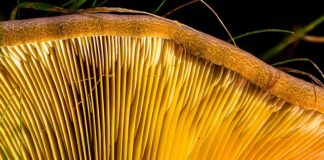 Jakie listwy startowe do styropianu 20 cm?