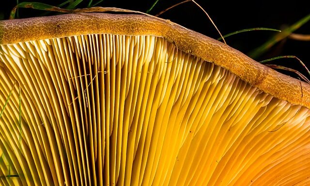 Jakie listwy startowe do styropianu 20 cm?