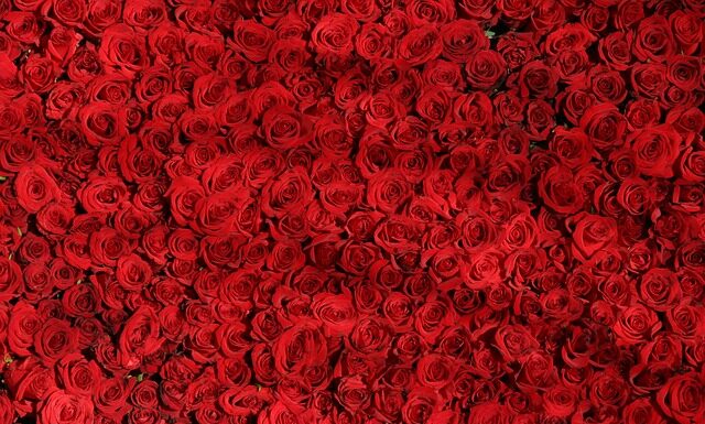 Czym różni się pled od koca? Czym różni się pled od koca?