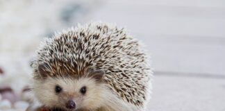 Jakie kołki do styropianu 15 cm?