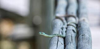 Co to jest linia przyporu?