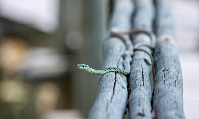 Co to jest linia przyporu?