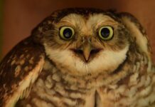 Jaka najlepsza dysza do malowania?