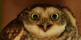 Jaka najlepsza dysza do malowania?