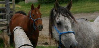 Jak działa zaczep kulowy?