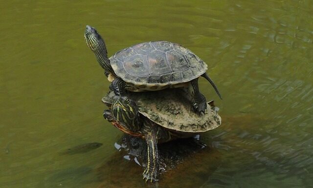 Co ile nakładać lakier?