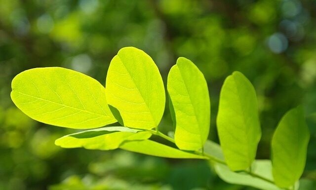 Jak rozpoznać fałszywa książkę serwisową? Jak rozpoznać fałszywa książkę serwisową?