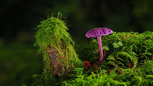 Czy na starą farbę dawać grunt?