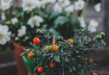 Jakie odmiany pomidorów wybrać do uprawy w ogrodzie