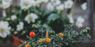 Jakie odmiany pomidorów wybrać do uprawy w ogrodzie